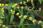 Wreath goldenrod